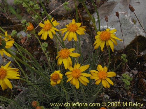 Image of Senecio sp. #1536 (). Click to enlarge parts of image.