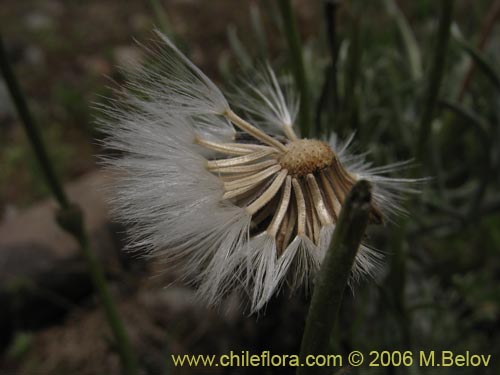 Image of Senecio sp. #1536 (). Click to enlarge parts of image.