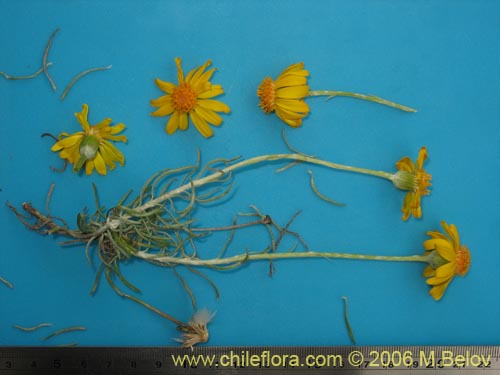 Imágen de Senecio sp. #1536 (). Haga un clic para aumentar parte de imágen.