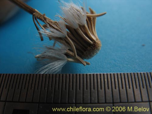 Imágen de Senecio sp. #1536 (). Haga un clic para aumentar parte de imágen.