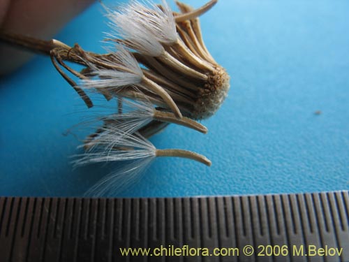 Imágen de Senecio sp. #1536 (). Haga un clic para aumentar parte de imágen.