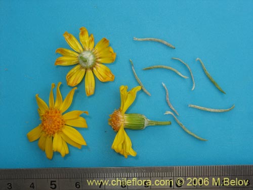 Imágen de Senecio sp. #1536 (). Haga un clic para aumentar parte de imágen.