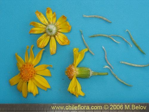 Imágen de Senecio sp. #1536 (). Haga un clic para aumentar parte de imágen.