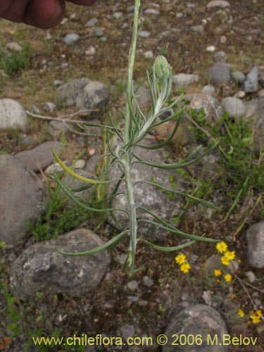 Imágen de Senecio sp. #1536 (). Haga un clic para aumentar parte de imágen.