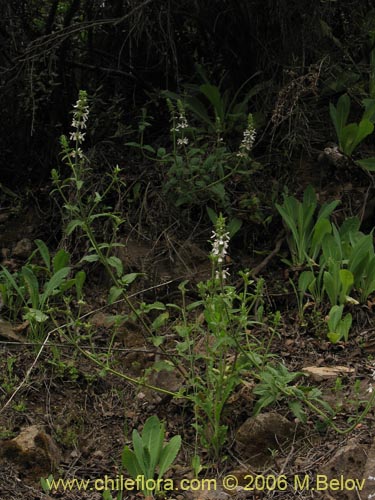 Фотография Stachys sp. #2768 (). Щелкните, чтобы увеличить вырез.
