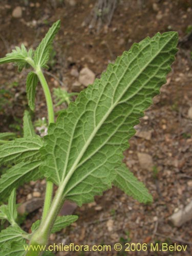 Bild von Stachys sp. #2768 (). Klicken Sie, um den Ausschnitt zu vergrössern.