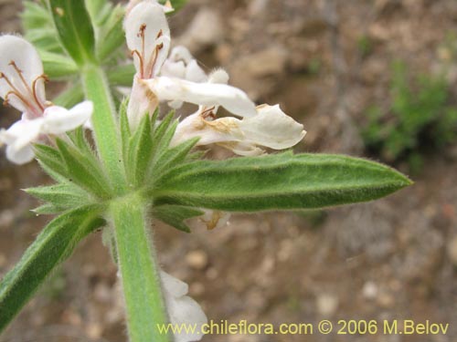 Bild von Stachys sp. #2768 (). Klicken Sie, um den Ausschnitt zu vergrössern.