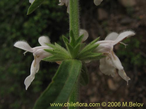 Bild von Stachys sp. #2768 (). Klicken Sie, um den Ausschnitt zu vergrössern.