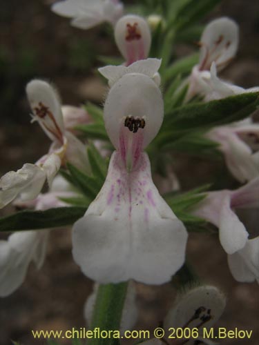 Bild von Stachys sp. #2768 (). Klicken Sie, um den Ausschnitt zu vergrössern.