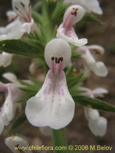 Bild von Stachys sp. #2768 (). Klicken Sie, um den Ausschnitt zu vergrössern.