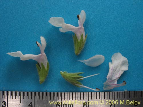 Bild von Stachys sp. #2768 (). Klicken Sie, um den Ausschnitt zu vergrössern.