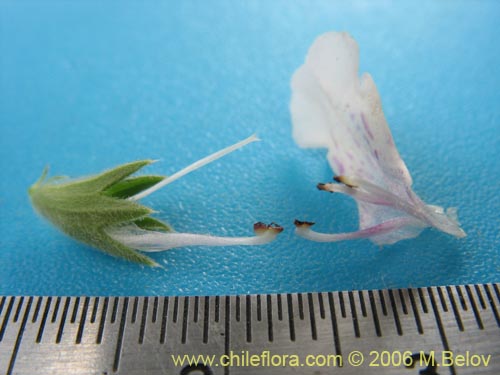 Bild von Stachys sp. #2768 (). Klicken Sie, um den Ausschnitt zu vergrössern.