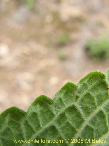 Bild von Stachys sp. #2768 (). Klicken Sie, um den Ausschnitt zu vergrössern.