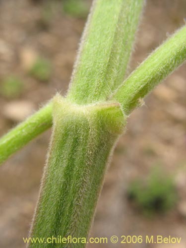 Bild von Stachys sp. #2768 (). Klicken Sie, um den Ausschnitt zu vergrössern.