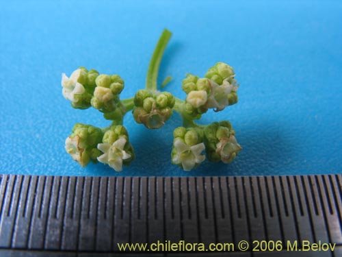 Image of Valeriana sp. #1537 (). Click to enlarge parts of image.