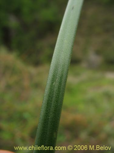 Bild von Famatina maulensis (). Klicken Sie, um den Ausschnitt zu vergrössern.