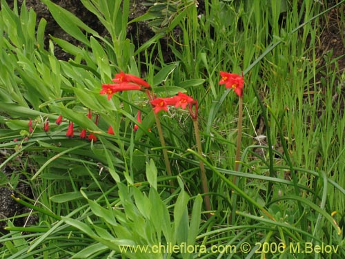 Bild von Famatina maulensis (). Klicken Sie, um den Ausschnitt zu vergrössern.