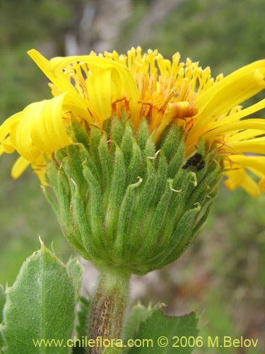 Image of Haplopappus sp. #2769 (). Click to enlarge parts of image.