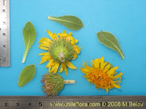 Imágen de Haplopappus sp. #2769 (). Haga un clic para aumentar parte de imágen.