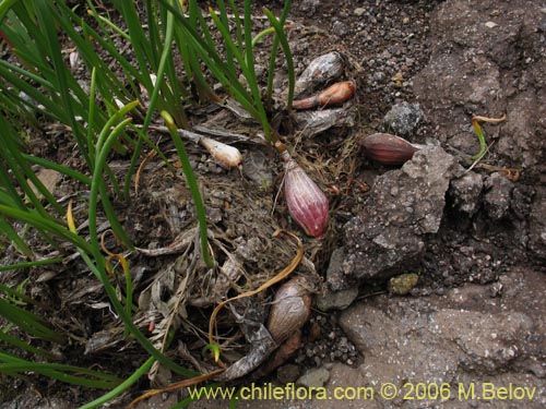Bild von Famatina maulensis (). Klicken Sie, um den Ausschnitt zu vergrössern.