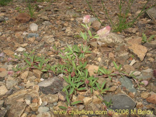 Image of Trifolium angustifolium (). Click to enlarge parts of image.