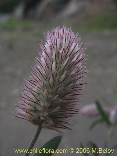 Image of Trifolium angustifolium (). Click to enlarge parts of image.
