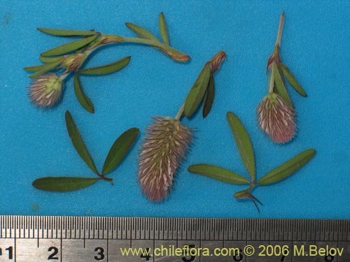 Image of Trifolium angustifolium (). Click to enlarge parts of image.