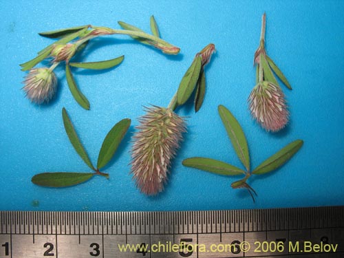 Image of Trifolium angustifolium (). Click to enlarge parts of image.