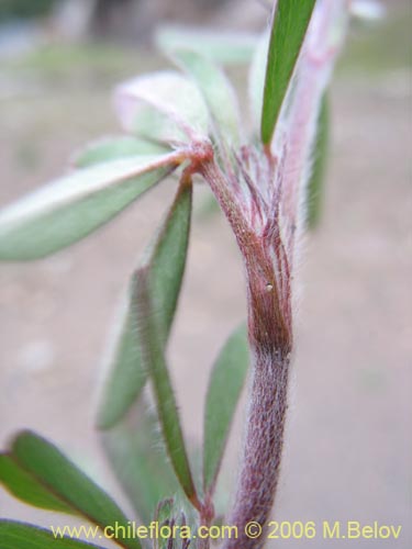 Image of Trifolium angustifolium (). Click to enlarge parts of image.