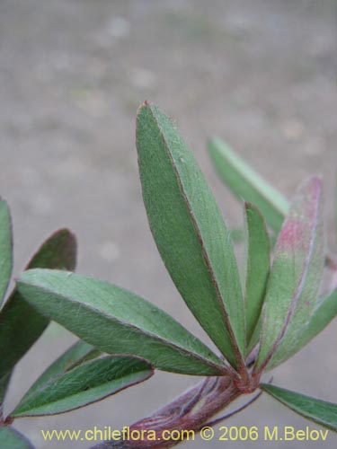 Image of Trifolium angustifolium (). Click to enlarge parts of image.