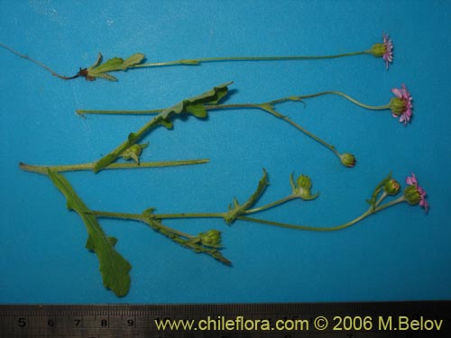 Bild von Leucheria sp. #1648 (). Klicken Sie, um den Ausschnitt zu vergrössern.