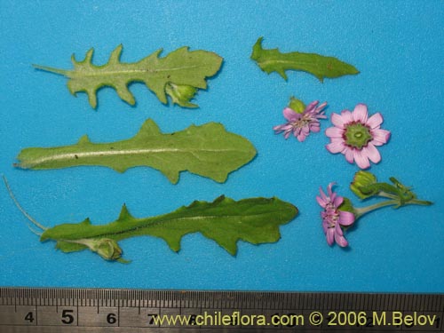 Bild von Leucheria sp. #1648 (). Klicken Sie, um den Ausschnitt zu vergrössern.