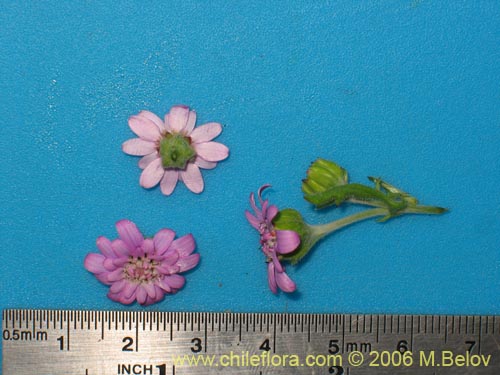 Bild von Leucheria sp. #1648 (). Klicken Sie, um den Ausschnitt zu vergrössern.