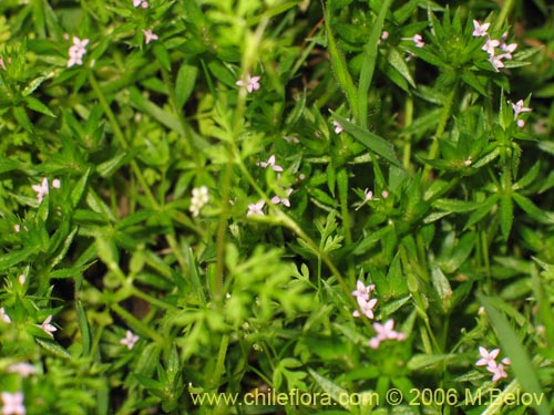Imágen de Galium aparine (lengua de gato). Haga un clic para aumentar parte de imágen.