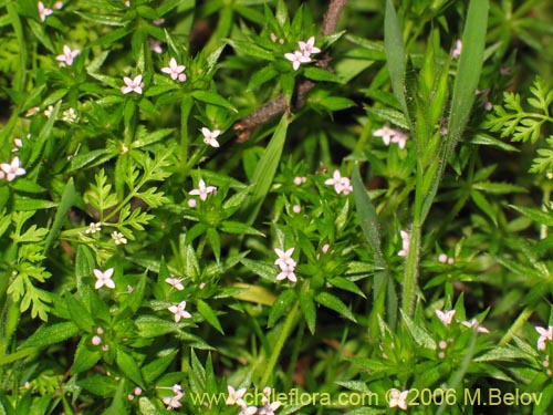 Imágen de Galium aparine (lengua de gato). Haga un clic para aumentar parte de imágen.