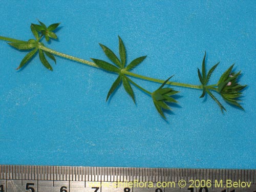 Imágen de Galium aparine (lengua de gato). Haga un clic para aumentar parte de imágen.