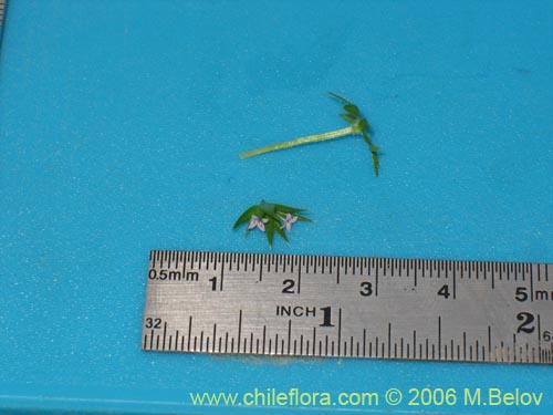 Imágen de Galium aparine (lengua de gato). Haga un clic para aumentar parte de imágen.