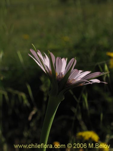 Bild von Tragopogon porrifolius (). Klicken Sie, um den Ausschnitt zu vergrössern.