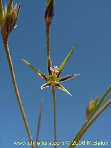 没断定的植物 sp. #2404的照片