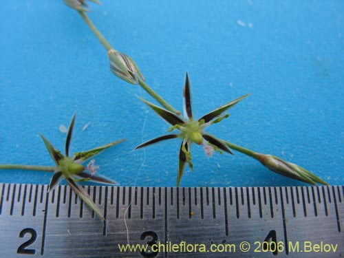 没断定的植物 sp. #2404的照片