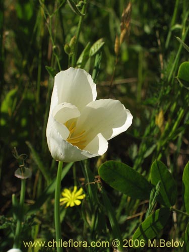 Bild von Eschscholzia californica (Dedal de oro / Copa de oro). Klicken Sie, um den Ausschnitt zu vergrössern.