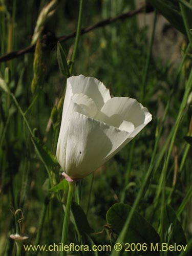 Bild von Eschscholzia californica (Dedal de oro / Copa de oro). Klicken Sie, um den Ausschnitt zu vergrössern.