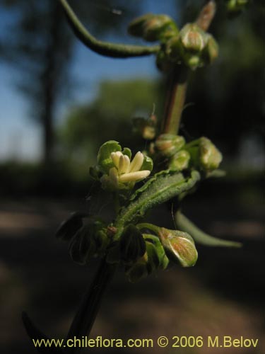 未確認の植物種 sp. #2405の写真