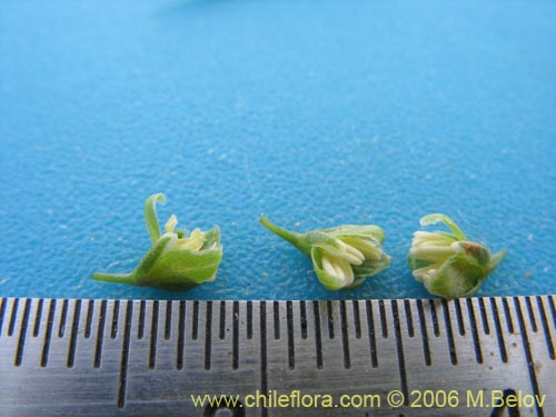 未確認の植物種 sp. #2405の写真