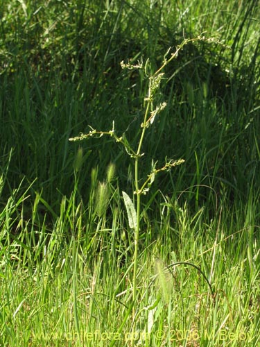 未確認の植物種 sp. #2405の写真