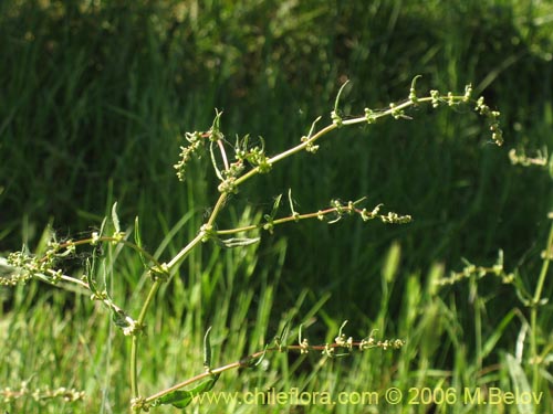 未確認の植物種 sp. #2405の写真