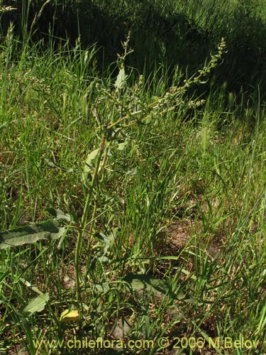 未確認の植物種 sp. #2405の写真