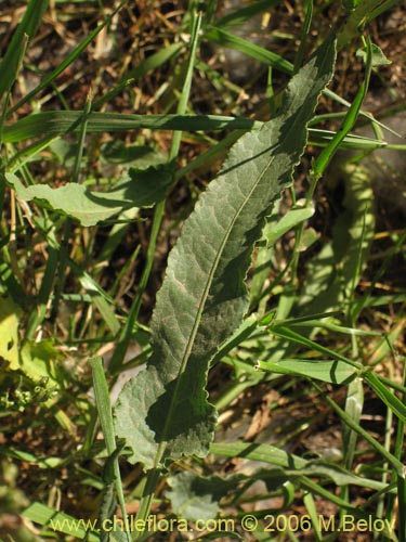 未確認の植物種 sp. #2405の写真