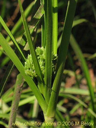 Image of Cyperus sp. #1835 (). Click to enlarge parts of image.