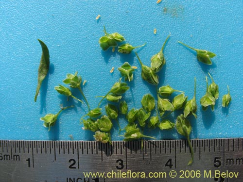 未確認の植物種 sp. #2329の写真